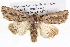  ( - BIOUG05072-H01)  @14 [ ] CreativeCommons - Attribution (2013) CBG Photography Group Centre for Biodiversity Genomics
