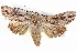  ( - BIOUG05072-H05)  @15 [ ] CreativeCommons - Attribution (2013) CBG Photography Group Centre for Biodiversity Genomics