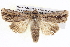  ( - BIOUG05072-H09)  @14 [ ] CreativeCommons - Attribution (2013) CBG Photography Group Centre for Biodiversity Genomics