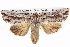  ( - BIOUG05072-H10)  @15 [ ] CreativeCommons - Attribution (2013) CBG Photography Group Centre for Biodiversity Genomics