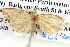  ( - BIOUG06106-H10)  @13 [ ] CreativeCommons - Attribution (2013) CBG Photography Group Centre for Biodiversity Genomics