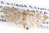  ( - BIOUG06107-A07)  @13 [ ] CreativeCommons - Attribution (2013) CBG Photography Group Centre for Biodiversity Genomics