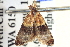  ( - BIOUG06107-C11)  @12 [ ] CreativeCommons - Attribution (2013) CBG Photography Group Centre for Biodiversity Genomics