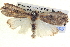  ( - BIOUG06107-E02)  @13 [ ] CreativeCommons - Attribution (2013) CBG Photography Group Centre for Biodiversity Genomics