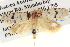  ( - BIOUG06107-E10)  @13 [ ] CreativeCommons - Attribution (2013) CBG Photography Group Centre for Biodiversity Genomics