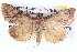  ( - BIOUG06107-F02)  @13 [ ] CreativeCommons - Attribution (2013) CBG Photography Group Centre for Biodiversity Genomics