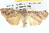  ( - BIOUG06107-G05)  @13 [ ] CreativeCommons - Attribution (2013) CBG Photography Group Centre for Biodiversity Genomics