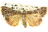  ( - BIOUG06107-G06)  @13 [ ] CreativeCommons - Attribution (2013) CBG Photography Group Centre for Biodiversity Genomics