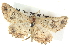  ( - BIOUG06108-A01)  @12 [ ] CreativeCommons - Attribution (2012) CBG Photography Group Centre for Biodiversity Genomics