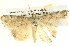  ( - BIOUG06108-A11)  @12 [ ] CreativeCommons - Attribution (2012) CBG Photography Group Centre for Biodiversity Genomics