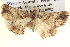  ( - BIOUG06108-B04)  @13 [ ] CreativeCommons - Attribution (2012) CBG Photography Group Centre for Biodiversity Genomics