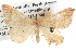  ( - BIOUG06108-B06)  @14 [ ] CreativeCommons - Attribution (2012) CBG Photography Group Centre for Biodiversity Genomics