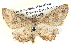  ( - BIOUG06108-C06)  @13 [ ] CreativeCommons - Attribution (2012) CBG Photography Group Centre for Biodiversity Genomics