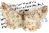  ( - BIOUG06108-C08)  @14 [ ] CreativeCommons - Attribution (2012) CBG Photography Group Centre for Biodiversity Genomics