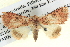  ( - BIOUG06108-F09)  @14 [ ] CreativeCommons - Attribution (2012) CBG Photography Group Centre for Biodiversity Genomics