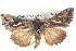  ( - BIOUG06108-H03)  @14 [ ] CreativeCommons - Attribution (2012) CBG Photography Group Centre for Biodiversity Genomics