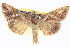  ( - BIOUG06109-A02)  @14 [ ] CreativeCommons - Attribution (2012) CBG Photography Group Centre for Biodiversity Genomics