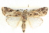  ( - BIOUG06109-B02)  @14 [ ] CreativeCommons - Attribution (2012) CBG Photography Group Centre for Biodiversity Genomics