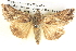  ( - BIOUG06109-C08)  @14 [ ] CreativeCommons - Attribution (2012) CBG Photography Group Centre for Biodiversity Genomics