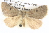  ( - BIOUG06109-F09)  @15 [ ] CreativeCommons - Attribution (2012) CBG Photography Group Centre for Biodiversity Genomics
