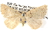  ( - BIOUG06110-B04)  @13 [ ] CreativeCommons - Attribution (2013) CBG Photography Group Centre for Biodiversity Genomics