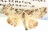  (Corgatha pleuroplaca - BIOUG06110-D02)  @14 [ ] CreativeCommons - Attribution (2013) CBG Photography Group Centre for Biodiversity Genomics