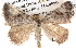  ( - BIOUG06111-A08)  @15 [ ] CreativeCommons - Attribution (2012) CBG Photography Group Centre for Biodiversity Genomics