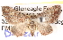  (Eucymatoge peplodes - BIOUG06111-B02)  @15 [ ] CreativeCommons - Attribution (2012) CBG Photography Group Centre for Biodiversity Genomics