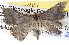  ( - BIOUG06111-B11)  @13 [ ] CreativeCommons - Attribution (2012) CBG Photography Group Centre for Biodiversity Genomics