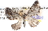 ( - BIOUG06111-C09)  @13 [ ] CreativeCommons - Attribution (2012) CBG Photography Group Centre for Biodiversity Genomics