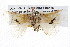  ( - BIOUG06111-D01)  @12 [ ] CreativeCommons - Attribution (2012) CBG Photography Group Centre for Biodiversity Genomics