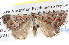  ( - BIOUG06111-G04)  @13 [ ] CreativeCommons - Attribution (2012) CBG Photography Group Centre for Biodiversity Genomics