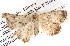  ( - BIOUG06111-G10)  @12 [ ] CreativeCommons - Attribution (2012) CBG Photography Group Centre for Biodiversity Genomics