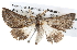  (Dinophalus lechriomita group - BIOUG06111-H01)  @15 [ ] CreativeCommons - Attribution (2012) CBG Photography Group Centre for Biodiversity Genomics