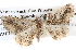  ( - BIOUG06111-H03)  @13 [ ] CreativeCommons - Attribution (2012) CBG Photography Group Centre for Biodiversity Genomics