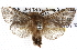  ( - BIOUG06112-B08)  @13 [ ] CreativeCommons - Attribution (2012) CBG Photography Group Centre for Biodiversity Genomics