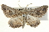  ( - BIOUG04715-A08)  @14 [ ] CreativeCommons - Attribution (2013) CBG Photography Group Centre for Biodiversity Genomics