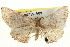  ( - BIOUG04715-A09)  @13 [ ] CreativeCommons - Attribution (2013) CBG Photography Group Centre for Biodiversity Genomics