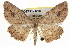  ( - BIOUG04715-A10)  @14 [ ] CreativeCommons - Attribution (2013) CBG Photography Group Centre for Biodiversity Genomics