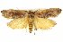  ( - BIOUG04715-B06)  @13 [ ] CreativeCommons - Attribution (2013) CBG Photography Group Centre for Biodiversity Genomics