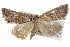 ( - BIOUG04715-B10)  @13 [ ] CreativeCommons - Attribution (2013) CBG Photography Group Centre for Biodiversity Genomics