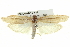  ( - BIOUG04715-B11)  @14 [ ] CreativeCommons - Attribution (2013) CBG Photography Group Centre for Biodiversity Genomics