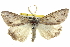  ( - BIOUG04715-C01)  @15 [ ] CreativeCommons - Attribution (2013) CBG Photography Group Centre for Biodiversity Genomics