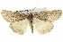  ( - BIOUG04715-C06)  @14 [ ] CreativeCommons - Attribution (2013) CBG Photography Group Centre for Biodiversity Genomics