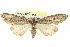  ( - BIOUG04715-D06)  @13 [ ] CreativeCommons - Attribution (2013) CBG Photography Group Centre for Biodiversity Genomics
