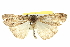  ( - BIOUG04715-D08)  @13 [ ] CreativeCommons - Attribution (2013) CBG Photography Group Centre for Biodiversity Genomics