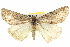  ( - BIOUG04715-D12)  @15 [ ] CreativeCommons - Attribution (2013) CBG Photography Group Centre for Biodiversity Genomics