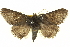  ( - BIOUG04715-E06)  @14 [ ] CreativeCommons - Attribution (2013) CBG Photography Group Centre for Biodiversity Genomics