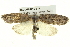  ( - BIOUG04715-E12)  @13 [ ] CreativeCommons - Attribution (2013) CBG Photography Group Centre for Biodiversity Genomics