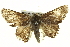  ( - BIOUG04715-F09)  @12 [ ] CreativeCommons - Attribution (2013) CBG Photography Group Centre for Biodiversity Genomics